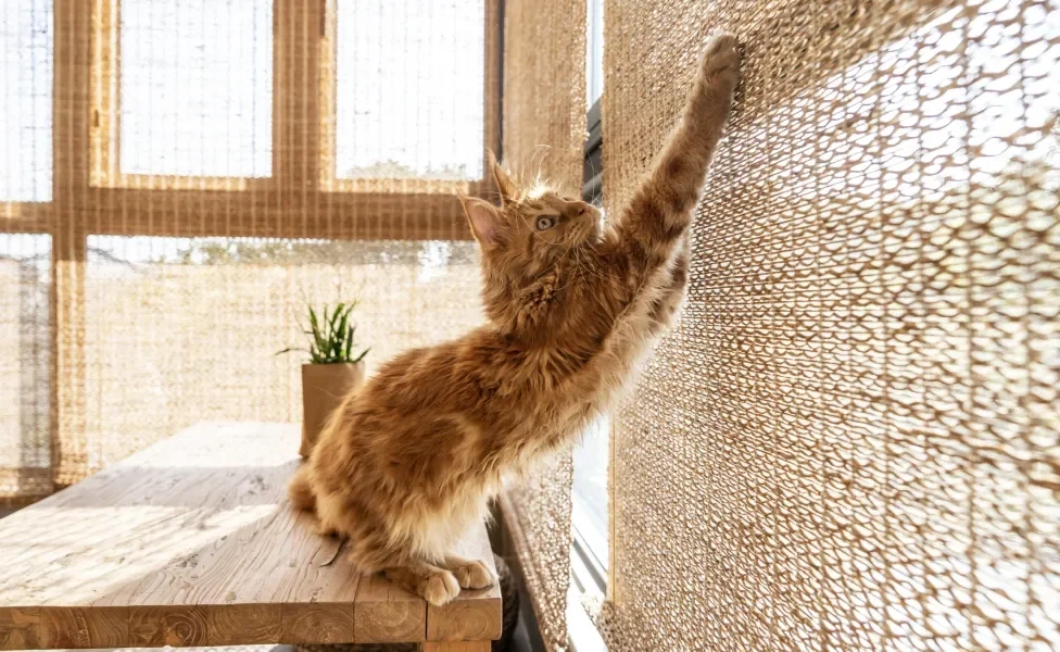 Maine Coon em cima de mesa de madeira tentando arranhar cortina 