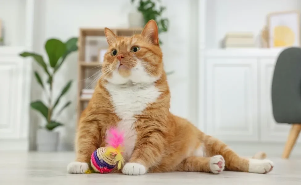 gato laranja sentado brincando com uma bolinha para gato