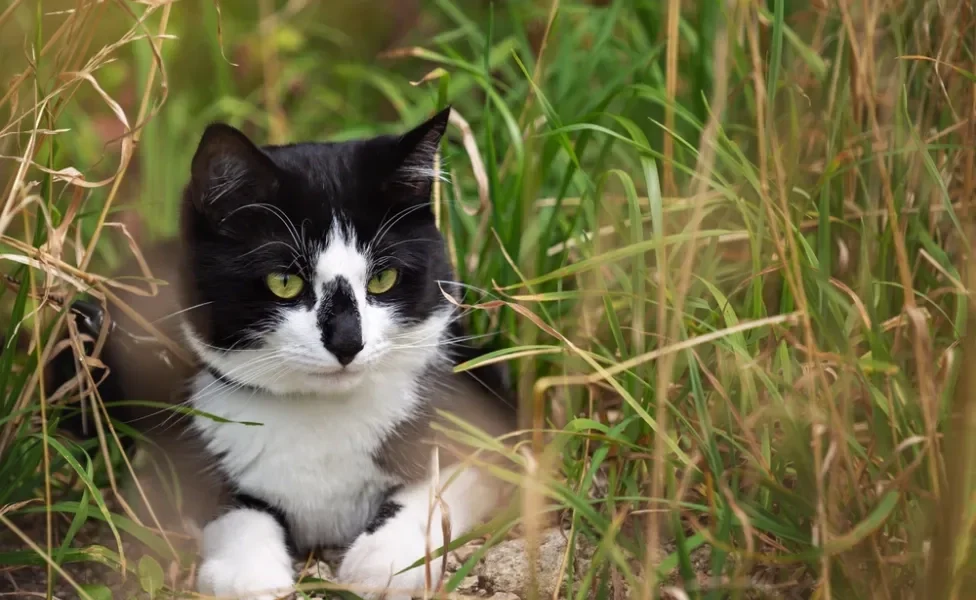 gato frajola deitado no meio de grama alta