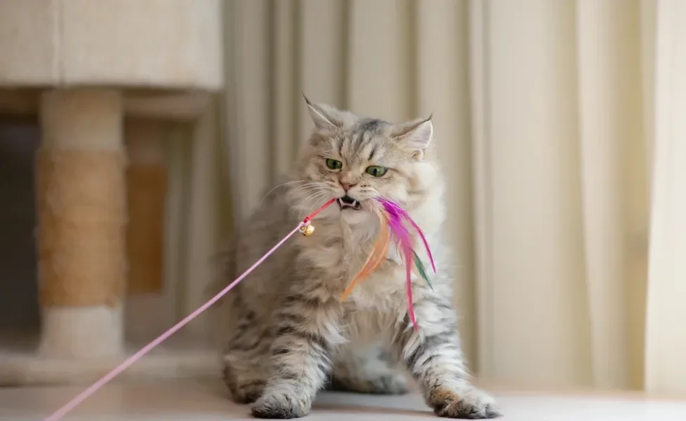 Gato persa brincando com uma varinha para gato 