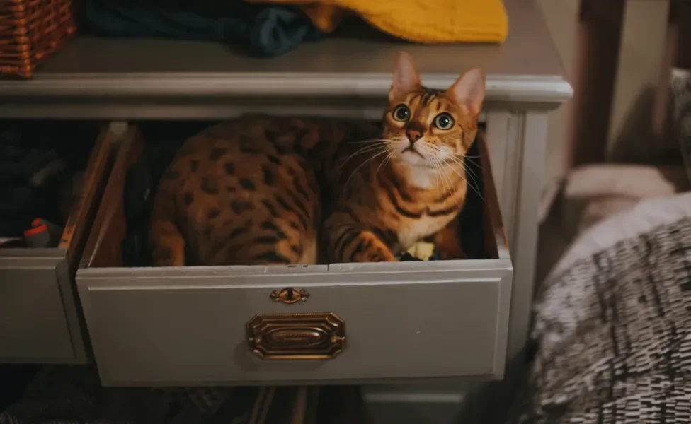 gato bengal deitado dentro da gaveta de uma mesa de cabeceira