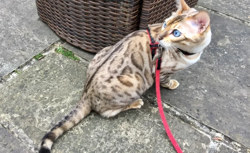 gato Bengal de coleira