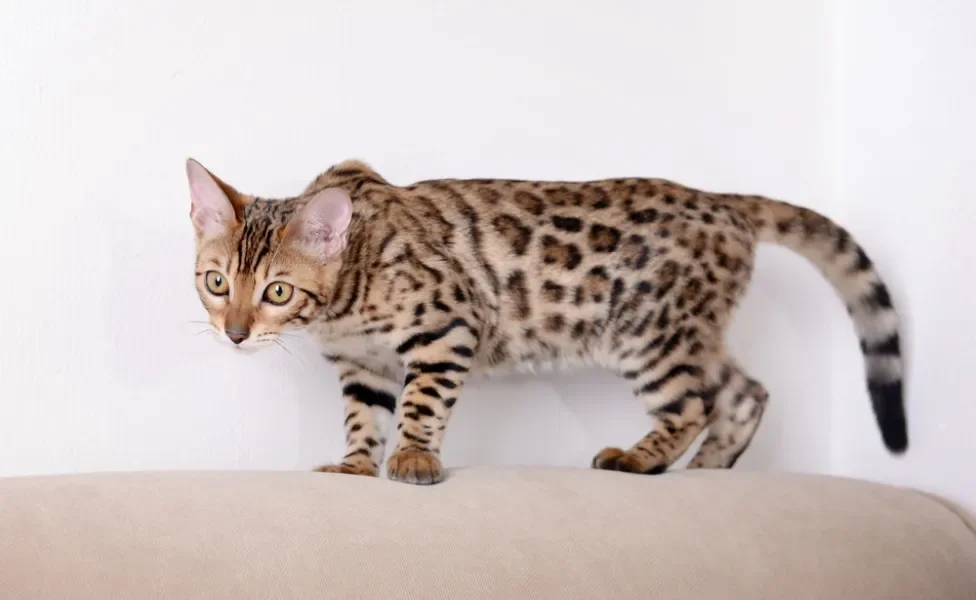 gato Bengal em pé em cima de sofá