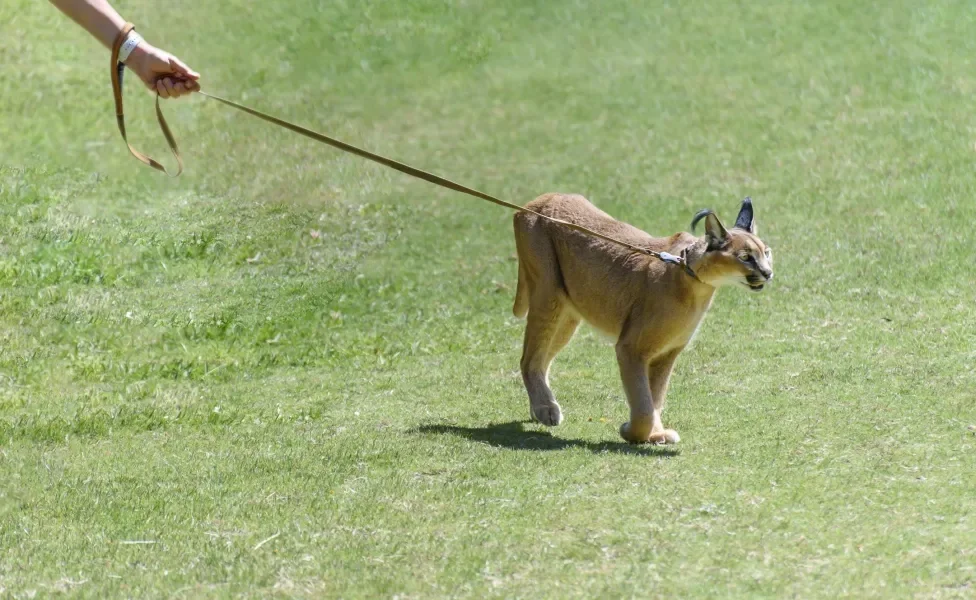 gato Caracal na coleira ao ar livre