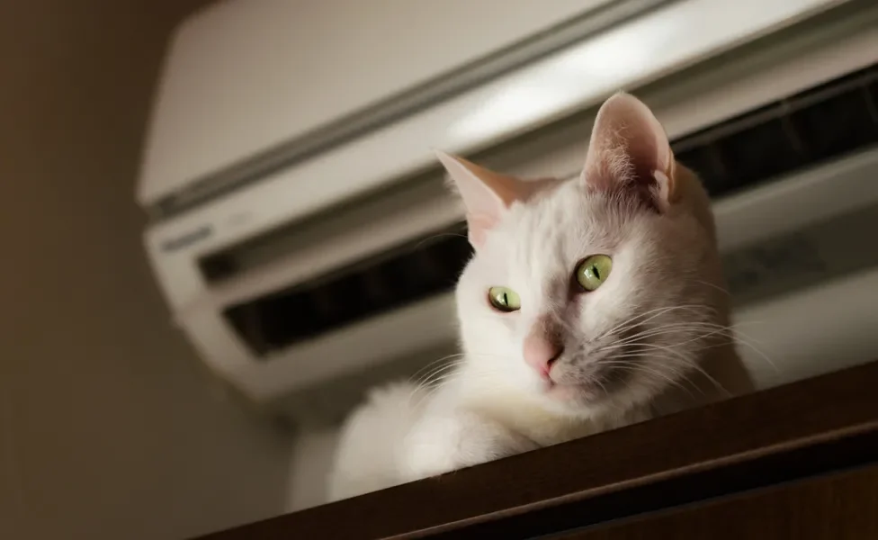 gato com calor debaixo do ar condicionado