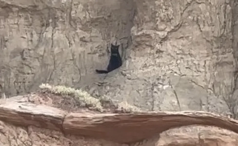 gato preto sentado no alto de cânion