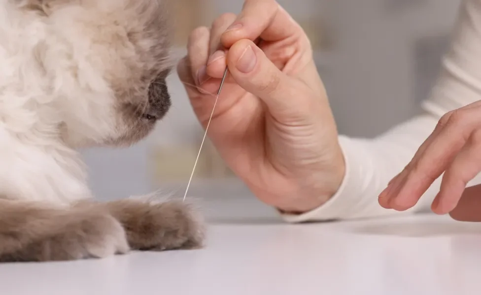 gato com hipoplasia cerebelar recebendo acupuntura