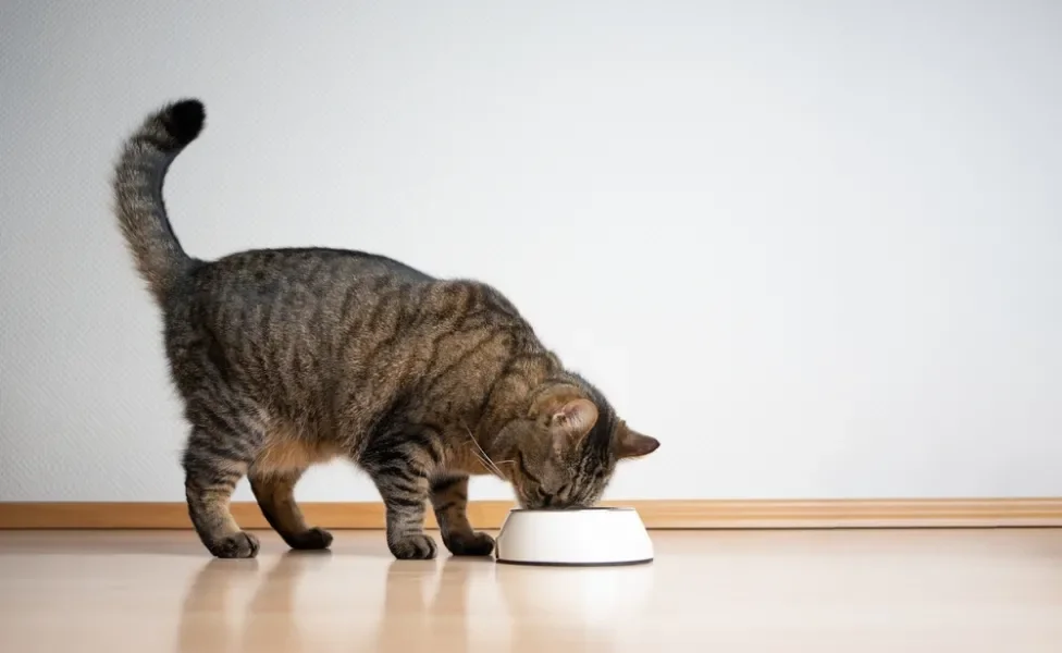 gato com infecção intestinal comendo ração para gatos