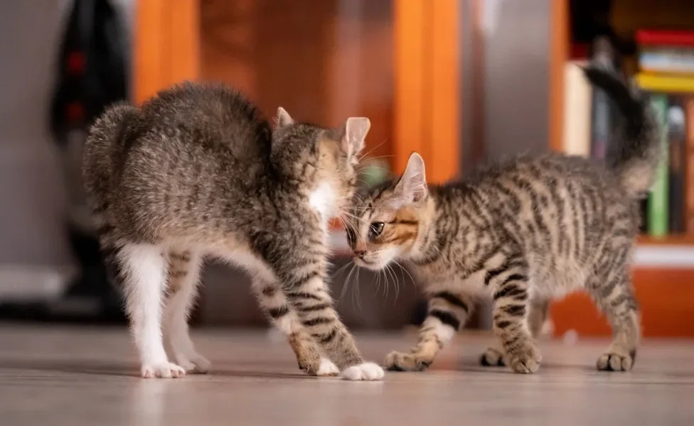 dois gatos assustados se olhando