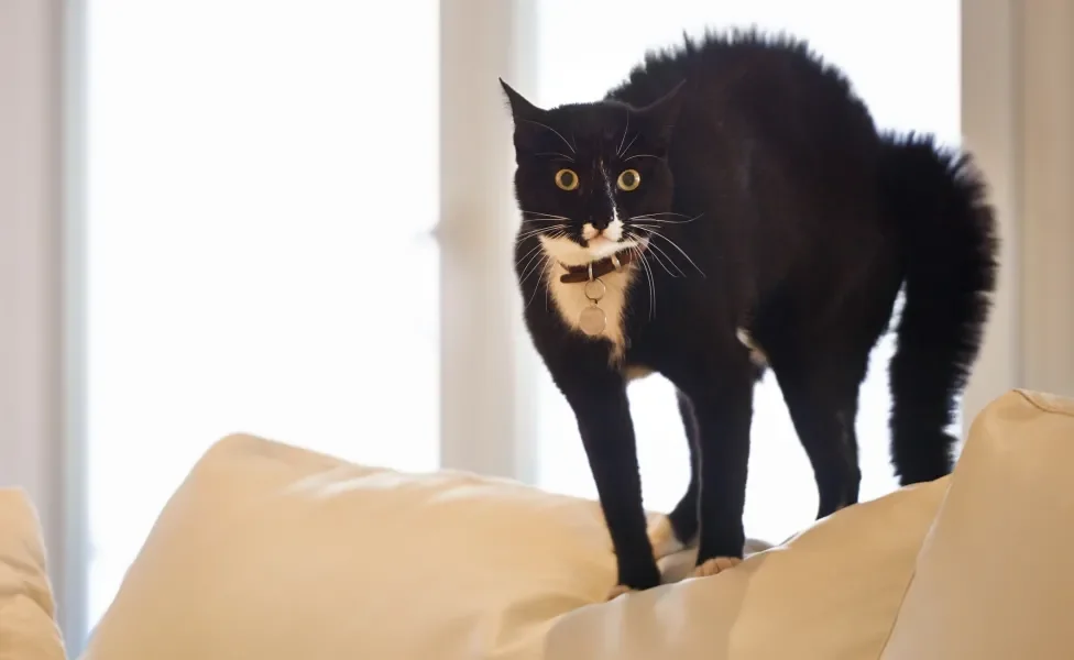 gato com medo em cima do sofá com pelos arrepiados