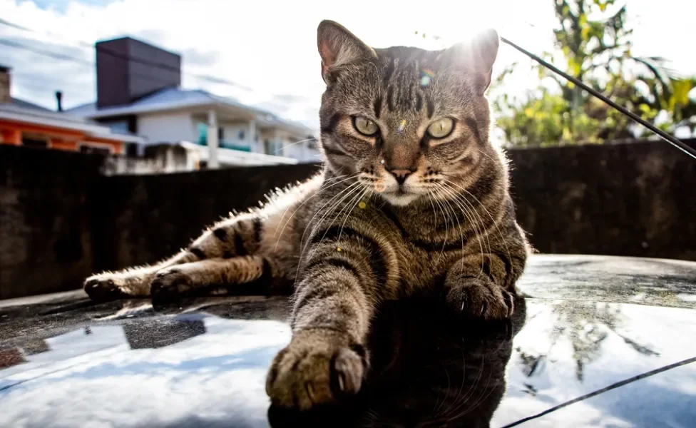 gato de pelo curto brasileiro em cima de capô de carro