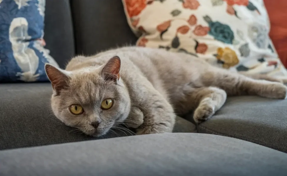 gato de pelo curto inglês deitado no sofá