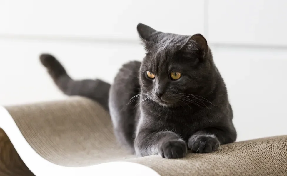 gato preto em cima de arranhador