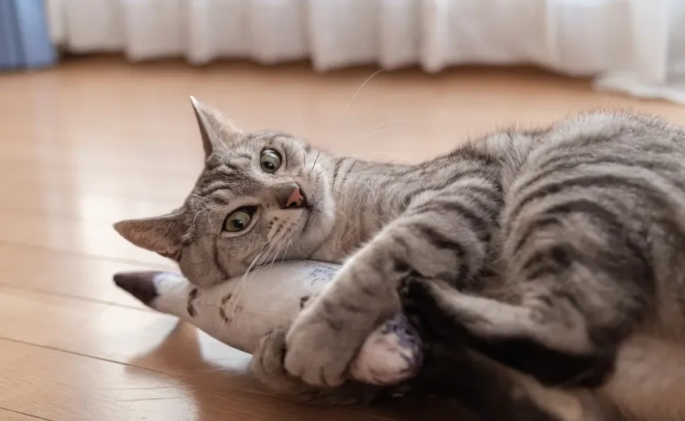 gato feliz brincando com pelúcia