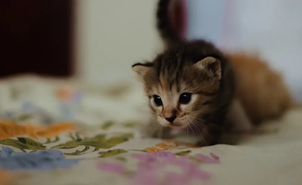 gato filhote em cima da cama