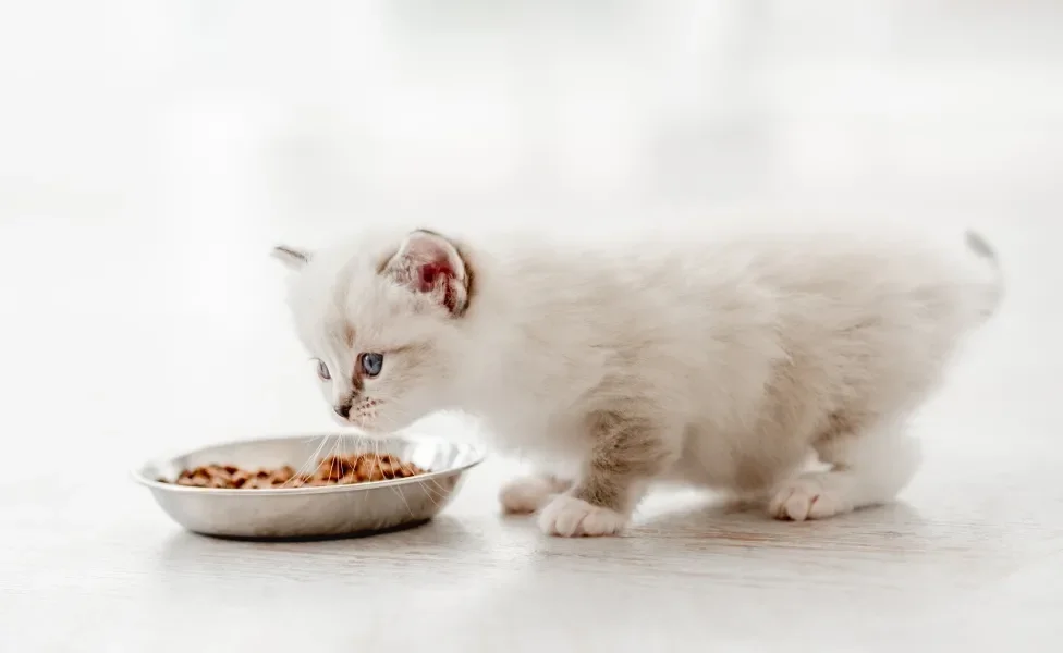 gato filhote se alimentando com ração