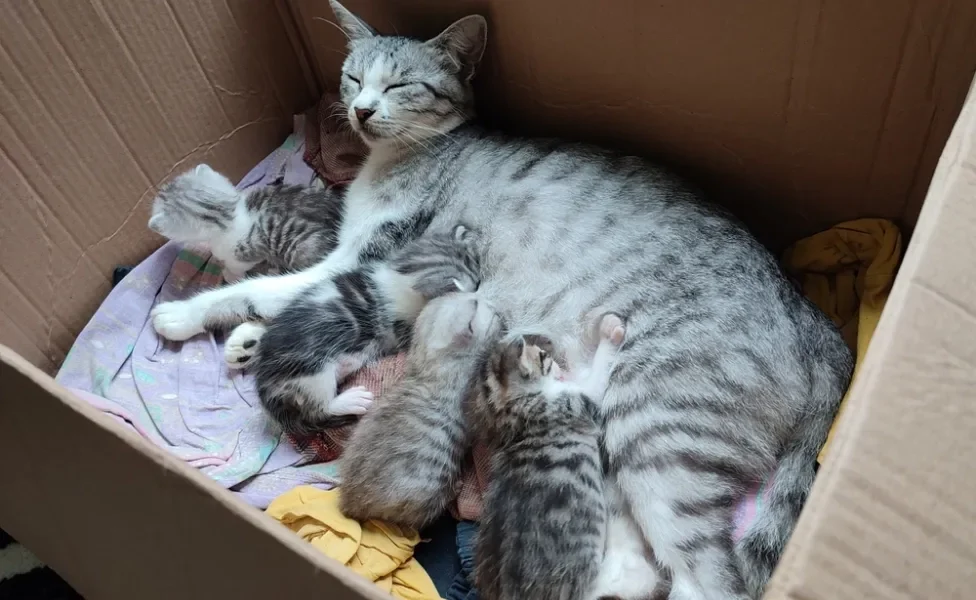 gato filhote com irmãos e mãe gata dentro de caixa