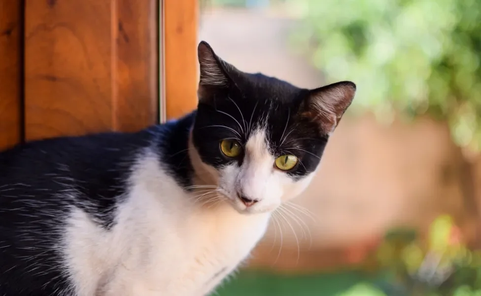 gato frajola olhando para a foto