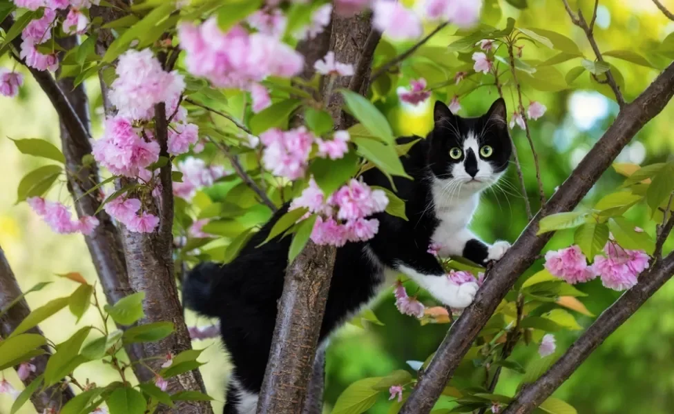 gato frajola em cima de árvore florida