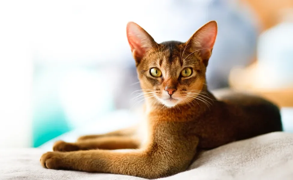 Gato Abissínio deitado olhando para foto