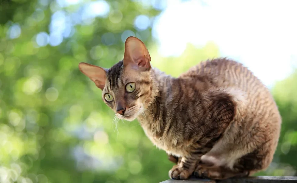 Cornish Rex em cima do muro