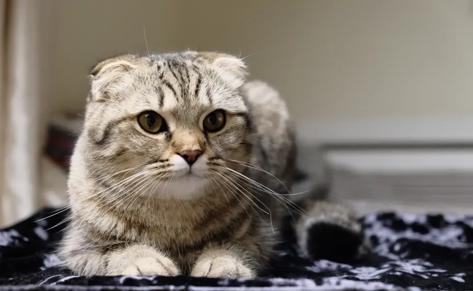 Scottish Fold cinza deitado 