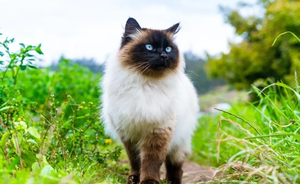 Gato Siamês ao ar livre