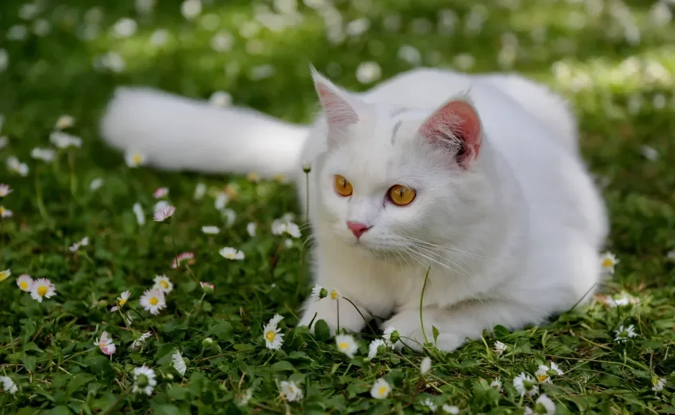 Gato Angorá deitado na grama