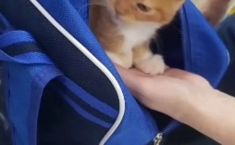 gato laranja dentro de mochila