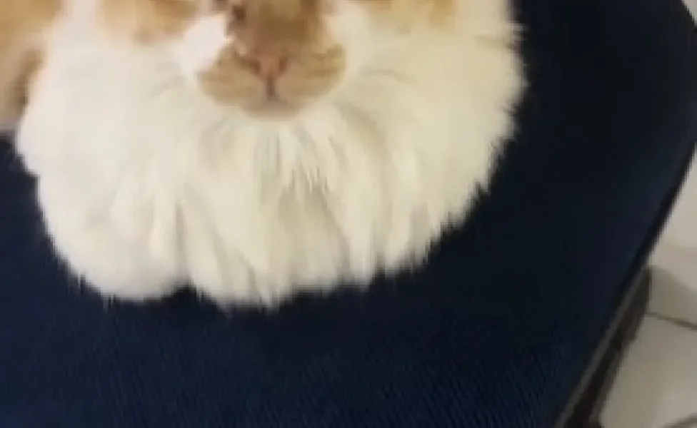 gato laranja sentado em banco