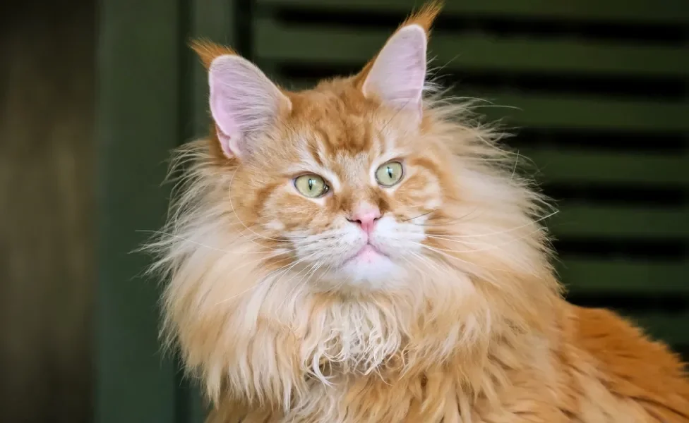 Gato Maine Coon laranja peludo no rosto e corpo