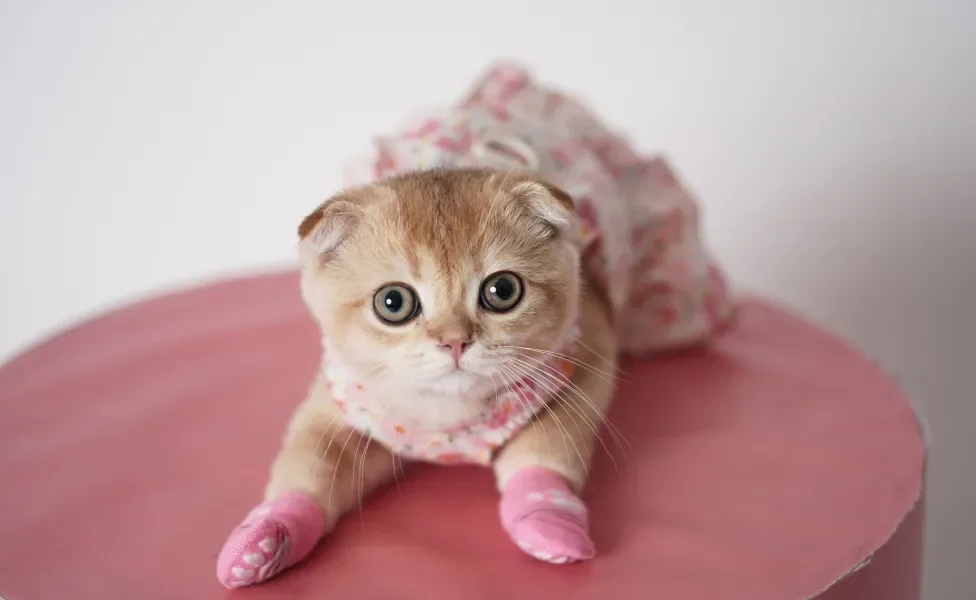 Scottish Fold laranja de saia e luvas