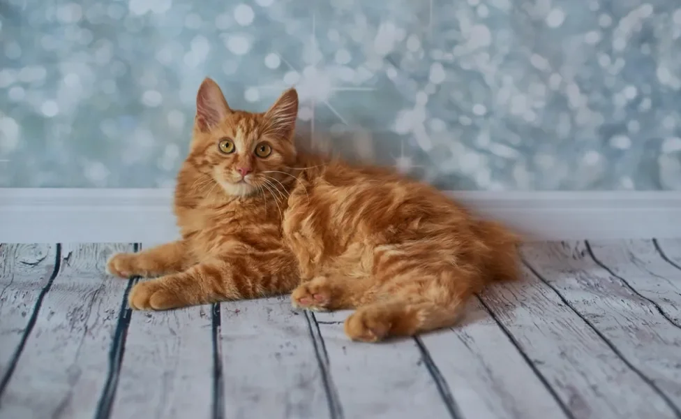 Bobtail Americano laranja deitado no chão