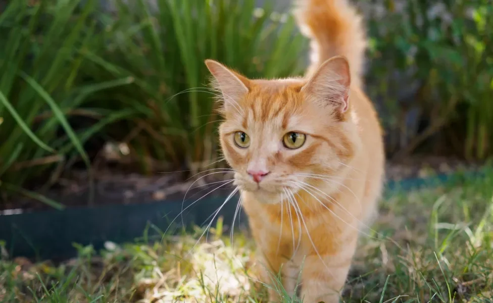 gato vira lata laranja andando na grama