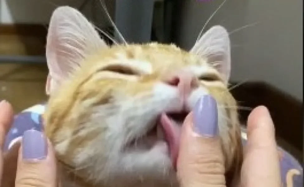 gato laranja lambendo mão de tutora