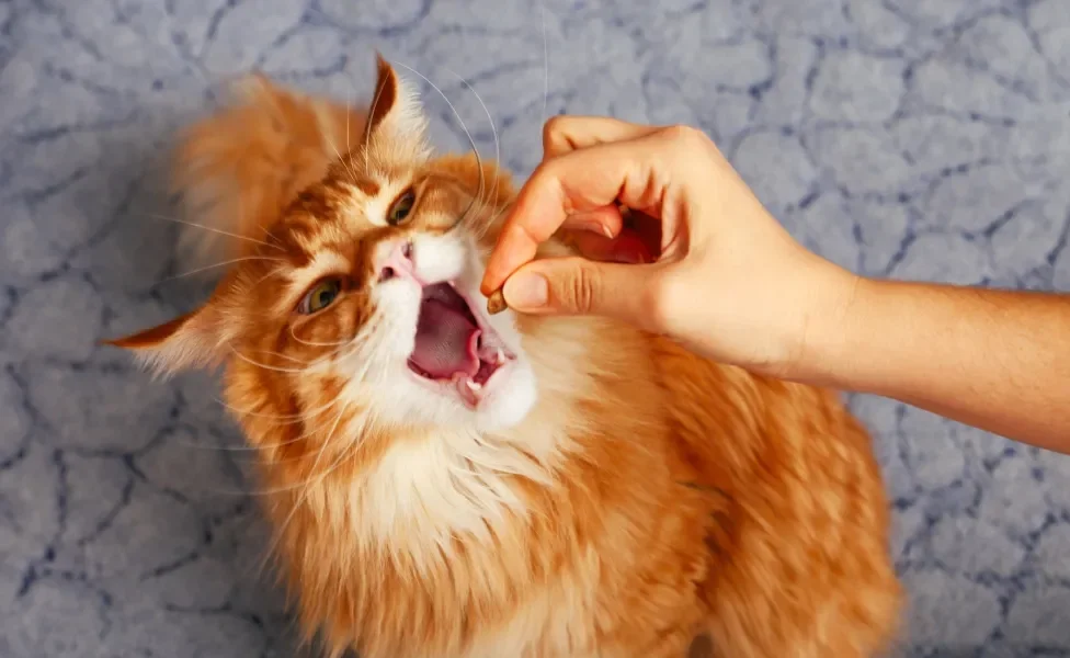 gato laranja recebendo um petisco na boca