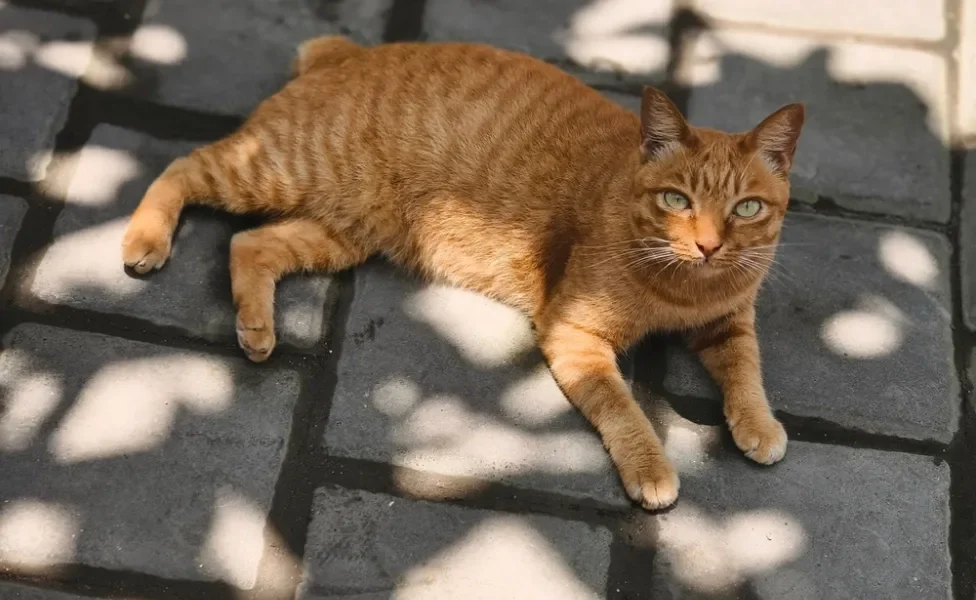 gato manx laranja sem cauda deitado no chão da calçada