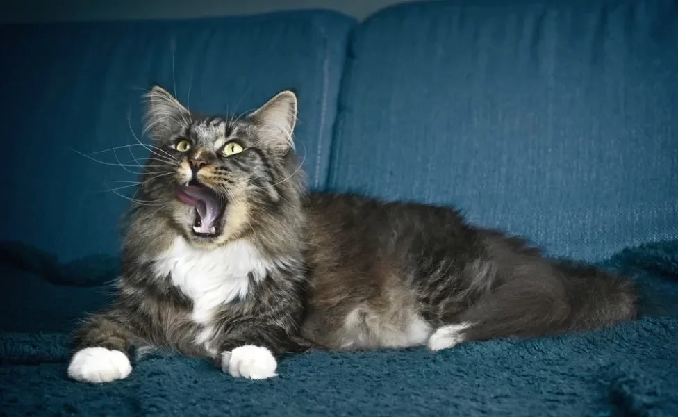 gato miando sentado em cima de sofá azul