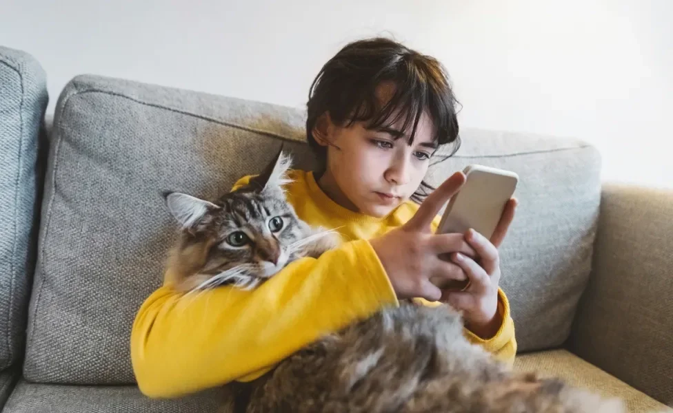 gato Norueguês da Floresta no colo de criança