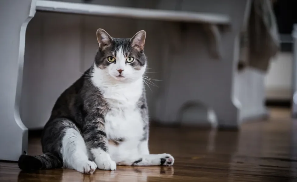 gato obeso sentado no chão