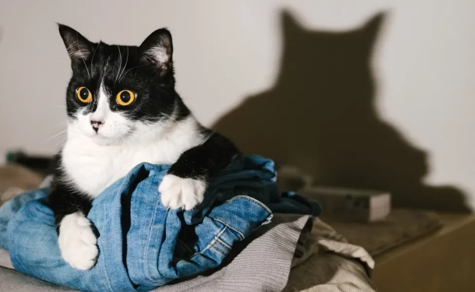 gato olhando para o nada em cima de pilha de roupas