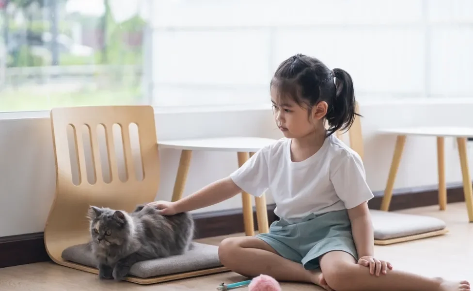 criança fazendo carinho em gato Persa