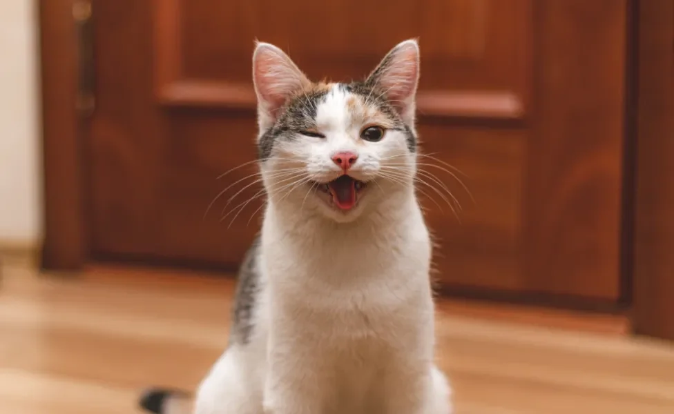 linguagem felina: gato piscando o olho e sorrindo