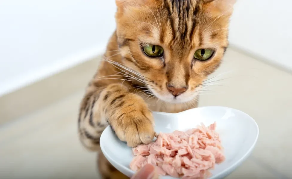 paladar felino: gato comendo pedaços de peixe desfiados