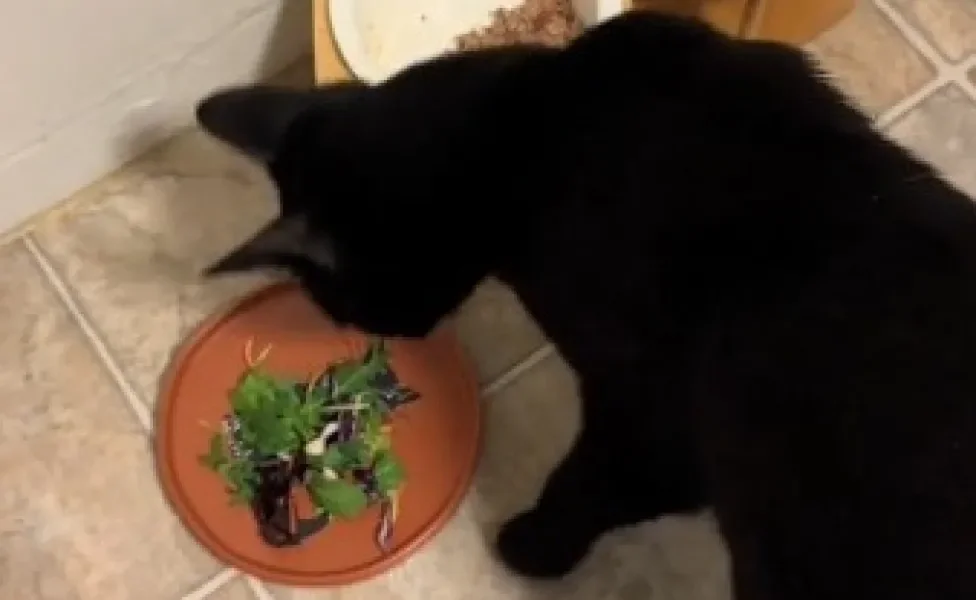 gato preto comendo salada com pote de sachê e ração ao lado