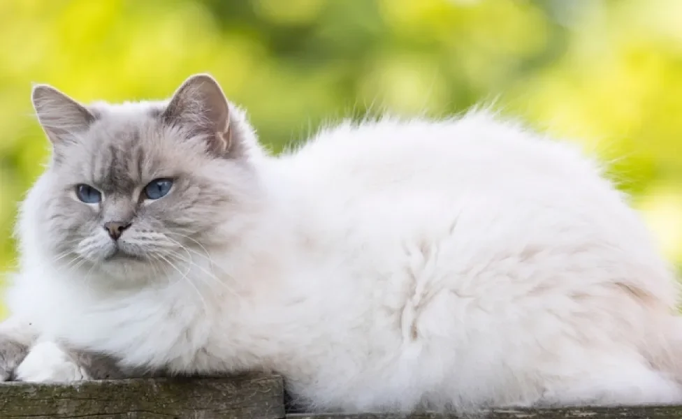 gato peludo da raça Ragdoll deitado no muro