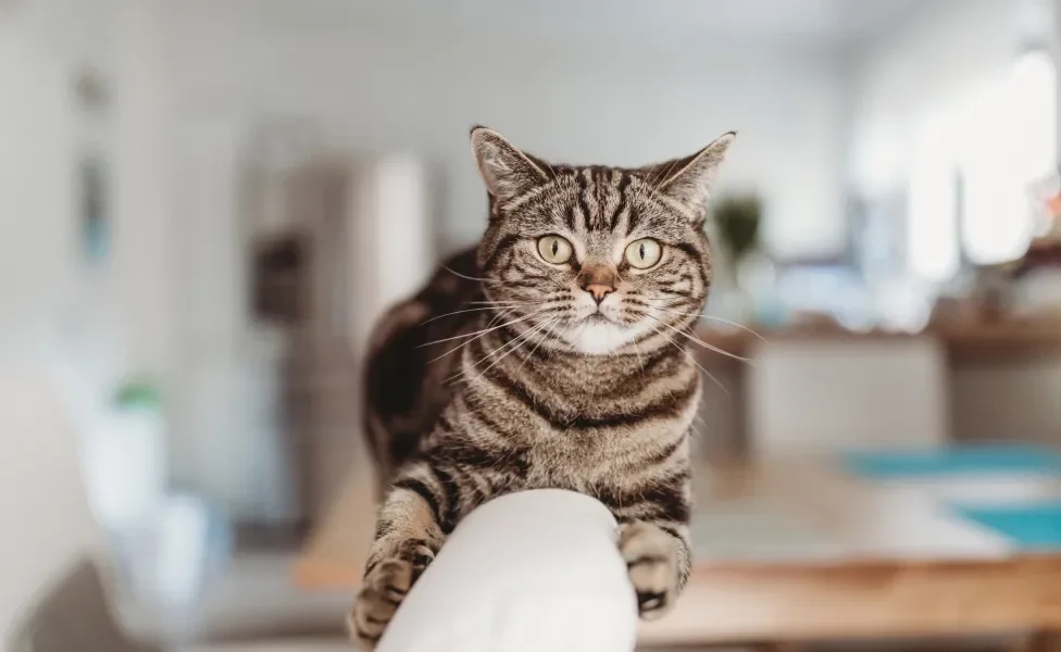 gato rajado deitado em cima de móvel