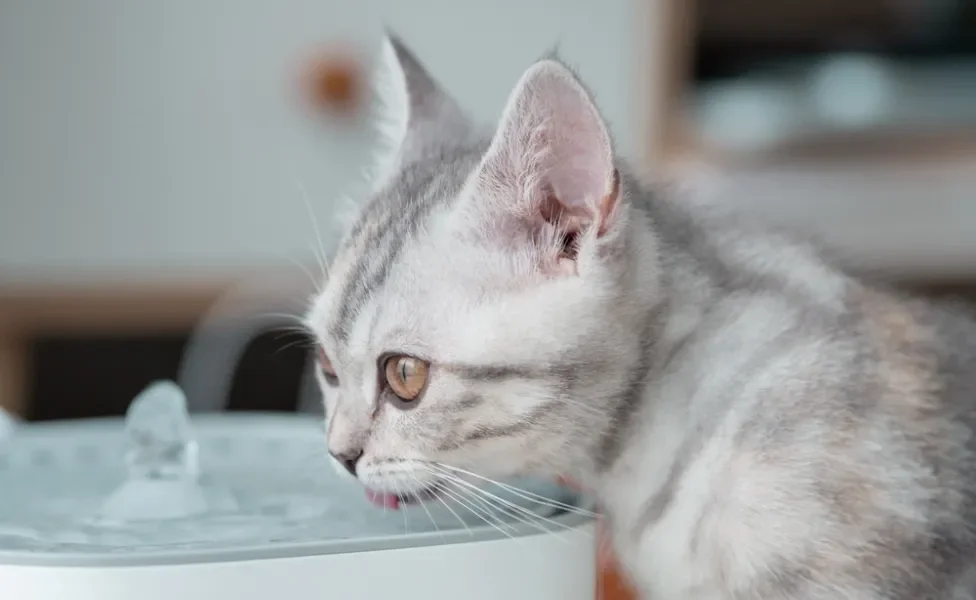 gato renal bebendo água na fonte de água para gatos