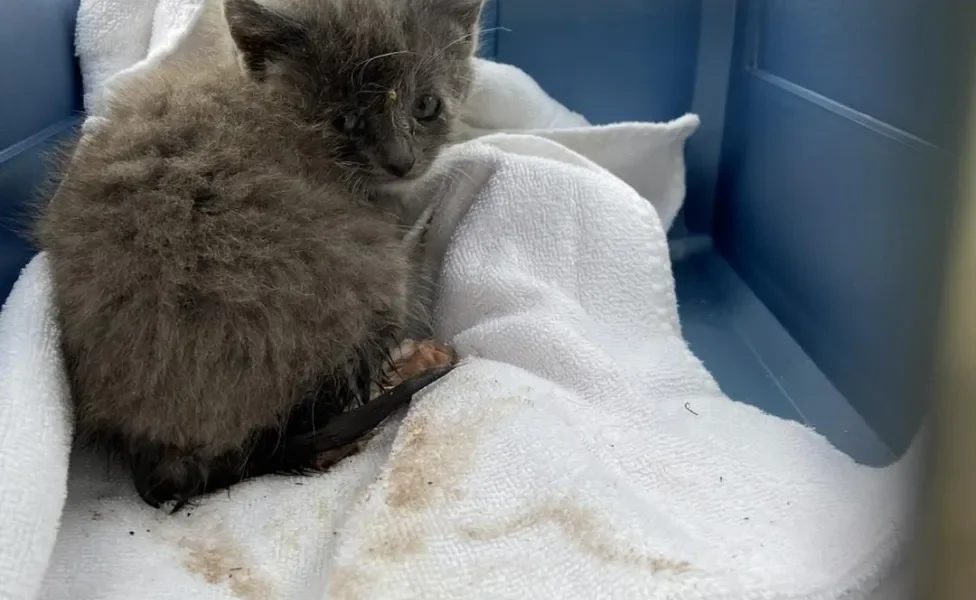 gatinha filhote cinza dentro de caixa de transporte 