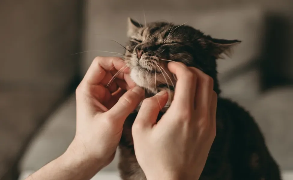 gato ronronando enquanto recebe carinho de homem